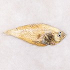 Flounder Fish Specimen Taxidermy Oddity Collectible Education Ocean Craft Marine