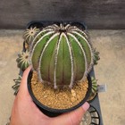 De13  Uebelmannia Pectinifera  l 