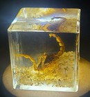 40mm Real Golden Scorpion On Stones In Lucite Resin Diorama Paperweight Display