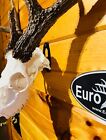 European Skull Mount Hanger  the Eurohanger Slim   Deer Skull Hook