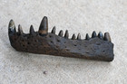 Fossil Alligator Jaw W 13 Teeth   
