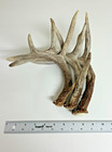 3 Whitetail Shed Antlers Random Mix Genuine Deer Antler Lot Approx  1 Lb Usa