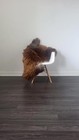 Icelandic Sheepskin Rug   Sheepskin Rug   Soft Silky Long Wool  c841