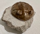 Russian Trilobite Asaphus Lepidurus Neiszkowski 1959 53x32m  2 1x1 26 In   30