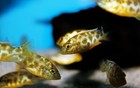  sale  4 Venustus Giraffe Cichlid Free Shipping 