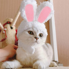 Cat Easter Bunny Hat Costume - Ears Headband For Cats   Small Dogs  Party