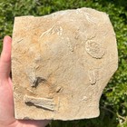 Six Fossil Crinoids In Matrix Alabama Bangor Limestone Formation Multi Plate