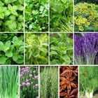15 000  Herb Seeds For Planting  13 Varieties Heirloom 13 Pack  Green