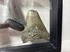Fossilized Megalodon Tooth Lot Of 2 Shark Teeth   