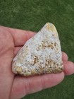 Huge Chunk Of Pleistocene Mastodon North Tx Fossil Ice Age