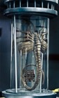 Custom Aliens Facehugger Specifications Data Plate Prop Xenomorph Alien