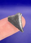 Juvenile 0 73    Great White Shark Tooth Fossil Real Shark Teeth Fossils