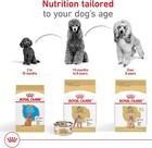 Royal Canin Breed Health Nutrition Poodle Adult Dry Dog Food  10 Lb Bag