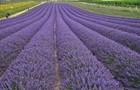 Pound Dried Lavender Flowers 2lb Bulk Natural Lavender Buds Perfect For Wedding