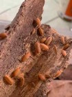 100  Powder Orange Isopods   Free 2 Day Shipping 