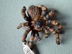 Schleich Tarantula 14829 Figure Wildlife Spider Toy Insect Figurine 2018