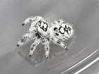 Jumping Spider