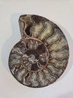 Large 375g  6in  Super High Quality Ammonite Madagascan Fossil 416 Million Old