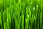 Wheat Cover Crop Seeds Made In Usa