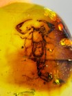 Burmese Burmite Cretaceous Beautiful Scorpion Insect Fossil Amber Myanmar