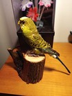 Real Parakeet Taxidermy Mount  Homeless Bird Make Him Yours To Name