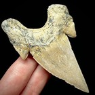 Large Otodus Obliquus Moroccan Shark Tooth 3 31   Megalodon Ancestor Unrestored