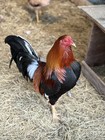 12 American Game Chicken Hatching Eggs Gamefowl