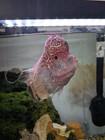 Large Male Flowerhorn Approximately 8 Inches