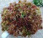  Live Sphagnum Moss Berry Mix Fuzzy 3 4 Sandwich Bag  Fresh Cleaned Maine 