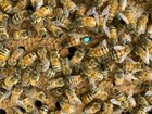 Live Caucasian Honey Bee Queen 50    Mated  Marked   Laying   Ships 7-21-2025