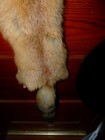 Huge Beautiful Tanned Red Fox Fur Pelt Skin Taxidermy F4 Man Cave Log Cabin Trim