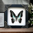Real Framed Butterfly Handmade Shadow Box Insect Frame Taxidermy Home Decor
