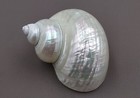 Pearlized Jade Turbo Seashell Turbo Burgessi  1 Shell 3  Inches 
