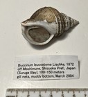 Buccinum Leucostoma   Collected In Japan  Good Shape W operculum 