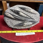        Nice Orthoceras Plate 5    X 7 5    Polished Devonian Fossils 1 Pound 10 Ounces