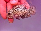 Tiger Kamfa Flowerhorn  High Quality Full Pearl Small Size 2 5 Inches Pnpv P14