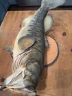 Vintage Mounted Bass 