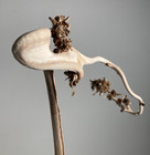 Vintage Ikebana Japanese Flower Arrangement Raw Materials Dried Flower Branch P