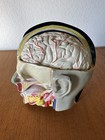 Human Anatomy Head Skull Brain Anatomical Model For Teaching