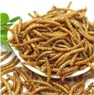 Bulk Dried Mealworms For Chickens Treats Duck Feed Wild Birds Organic Non-gmo Us