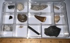 Labeled 12 Real Fossil Lot Collection Mosasaur  Dinosaur  Ice Age  Shark Tooth 