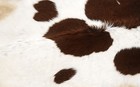 100  New Cowhide Rugs Area Cow Skin Leather  39  X 40   Cow Hide Sa-1146