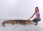 Alligator Reptile Prop Life Size Resin Statue Jungle Theme Decor Animal Display
