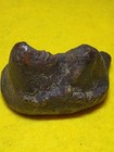 Mastodon Fossil Tooth Segment  Polk Co  Florida