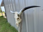 Longhorn Steer Skull 4 Feet 9 Inch Wide Horns Bull Horn Mounted Cow Head
