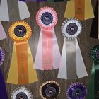 Lot Of 28 Horse Show Ribbons  Equestrian Awards  Desert Circuit  brand New 