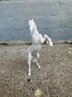 Breathtime Model Horse Rearing Arabian Arab Printed Resin 4 1 2    Stablemate