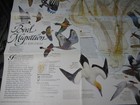 Bird Migration Map Eastern  Western Hemisphere National Geographic April 2004