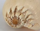 Beautiful Large Crowned Meilo Broderipii Shell - Seashell-  8  X 5  X 4 