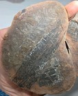 Rt Rocks Mazon Creek Fern And Other Fossil Combination Free Shipping 